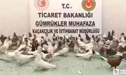 Gümrük Muhafaza ekipleri Gürbulak Gümrük Kapısı'nda 'cancan' cinsi 85 güvercine el koydu