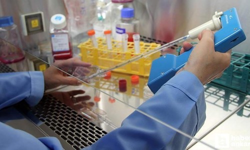 Kanserin kesin çaresi kekik yağı mı? Fareler üzerinde deneyler başladı