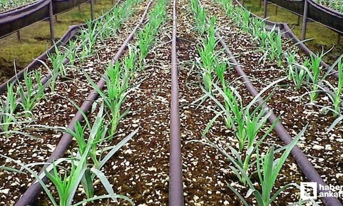 ABB'den çiftçilere yüzde 50 hibeli damla sulama borusu desteği