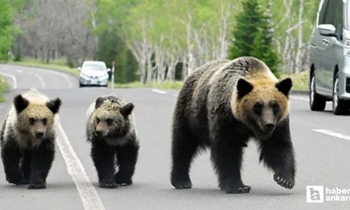 Japonya'da hükümet ayı saldırıları için yerel yönetimlere ek bütçe verecek