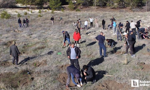 Beypazarı'nda hatıra ormanı için 250 fidan toprakla buluşturuldu
