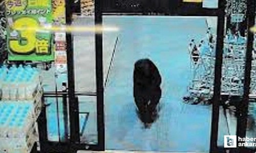 Japonya'da AVM'ye giren ayı operasyonla öldürüldü