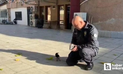 Ankara'da görevli polis memuru ile kuşun dostluğu yürekleri ısıttı