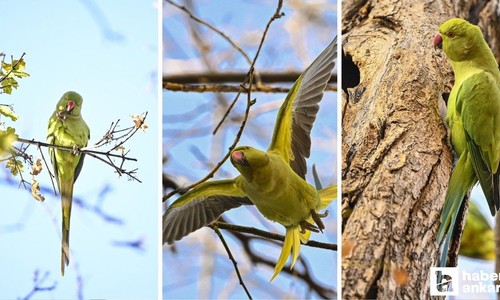 Kurtuluş Parkı'nda yaşayan Ankara'nın tropik kuşları Yeşil Papağanlar!