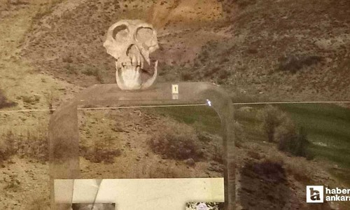 Ankara maymunu olarak biliniyor! 1957’de Kahramankazan’da bulundu!