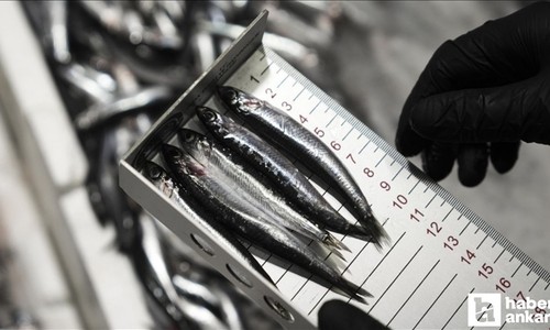 Başkentte bu yıl içinde 6 binden fazla su ürünleri denetimi gerçekleştirildi