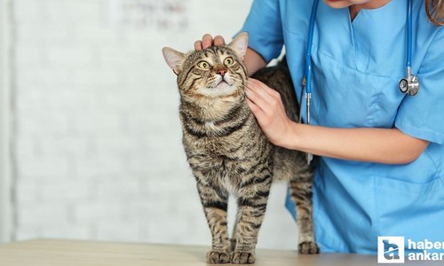 Bel-Pa Ankara daimi veteriner teknikeri alımı yapacak