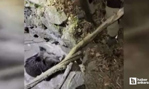 Kızılcahamam'da kuyuya düşen domuzu vatandaşlar kurtardı