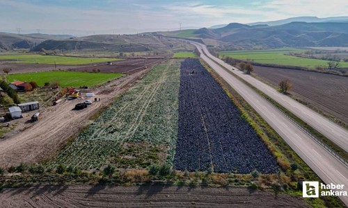 Beypazarı'nda mor lahana hasadında tarladaki son ürünler toplanıyor
