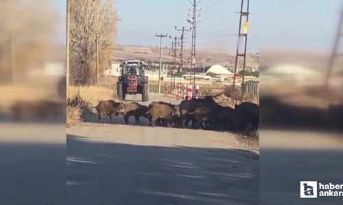 Elmadağ’da tarlalara dadanan domuz sürüsünü çiftçiler kovaladı