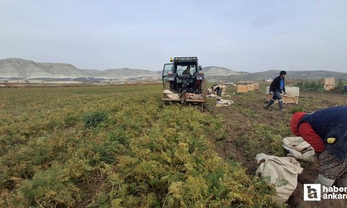 Beypazarı'nda havuç hasadı yoğunluğu yaşanıyor