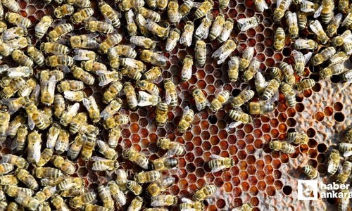 Kahramankazan Belediyesi'nden Arıcılık Paneli