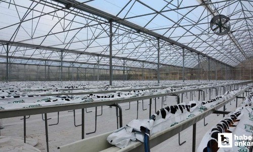 Kahramankazan Belediyesi termal sera üretimine başlıyor!