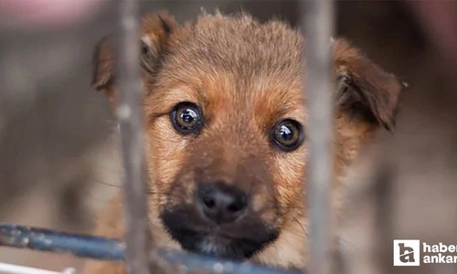 ABB'den barınakta köpeklerin itlaf edildiği iddiasına yanıt