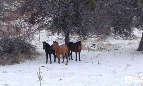 Beypazarı'nda yılkı atları kar ortasında görüntülendi