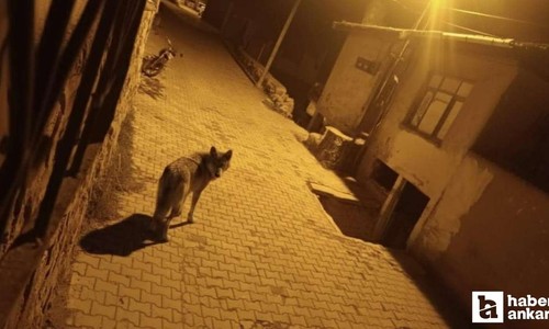 Aç kalan kurtlar Beypazarı'nda şehre indi!