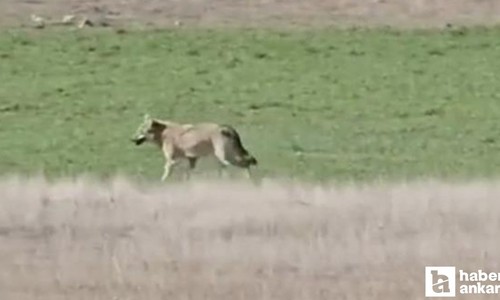 Beypazarı'nda yiyecek arayan kurtlar, havuç tarlasında görüldü!