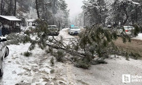 Kızılcahamam'da karın ağırlığına dayanamayan çam ağacı devrildi