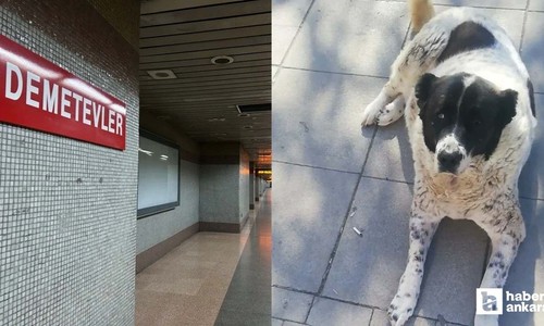 EGO'dan Matmazel isimli köpeğe darp iddiası hakkında yeni açıklama