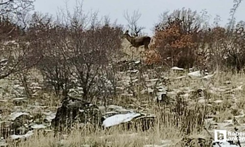 Güdül'de yaban geyikleri sürü halinde görüntülendi