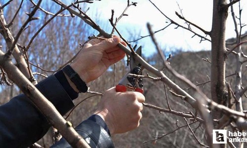 ABB'den Meyve Ağaçlarında Budama ve Terbiye Kursu!