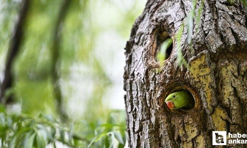 30 sene önce Ankara'da devrilen kamyon bugün nelere neden oldu? Şimdi her yerdeler