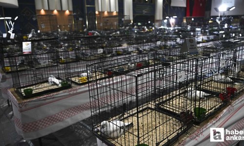 24. Uluslararası Şebap Güvercin Festivali Ankara'da düzenlendi