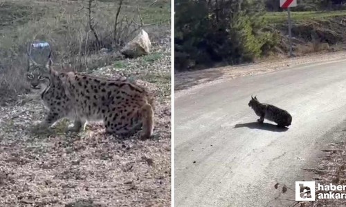 Nallıhan'da nesli tükenmekte olan vaşak görüntülendi