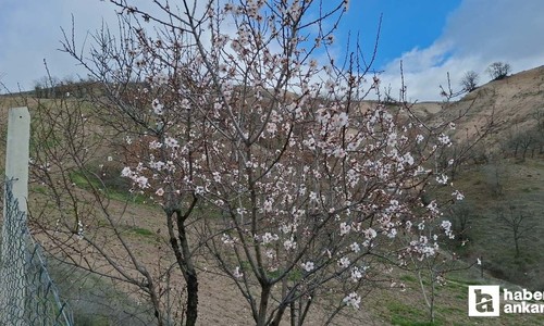 Beypazarı'nda güneşe aldanan badem ağaçları çiçek açtı