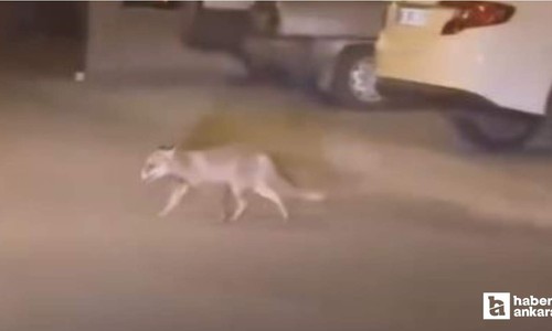 Beypazarı'nda yiyecek arayan tilki mahalle aralarında görüntülendi