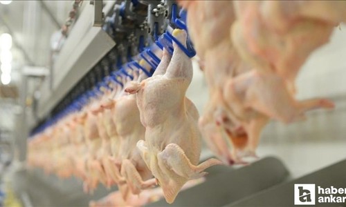 Tavuk eti üretiminde dikkat çeken artış!
