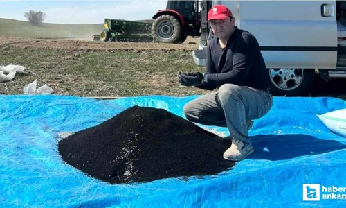 Beypazarı'nda çiftçiler çörek otu ekimine başladılar