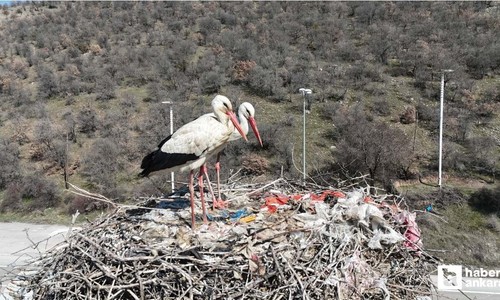 Baharın habercisi leylekler Kızılcahamam'a ulaştılar