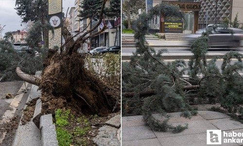 Çankaya'da park halindeki aracın üzerine ağaç devrildi