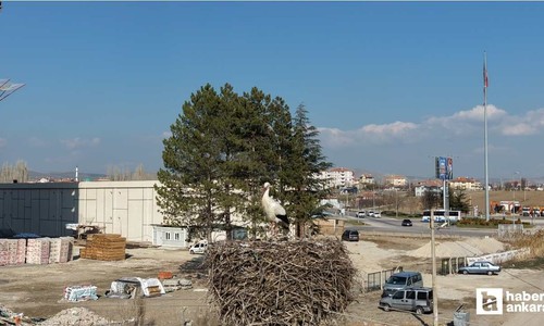 Baharın müjdecisi leylekler Çubuk'ta yuvalarına geri dönmeye başladılar