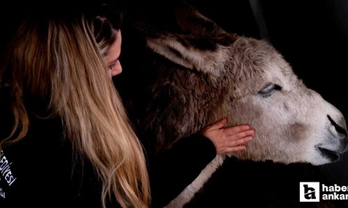 Yaralı bulunan eşek 'Garip' ABB bakım merkezinin maskotu oldu