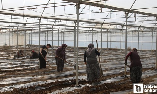 Çubuk'ta domatesin yeni sezon için ekim çalışmaları başladı