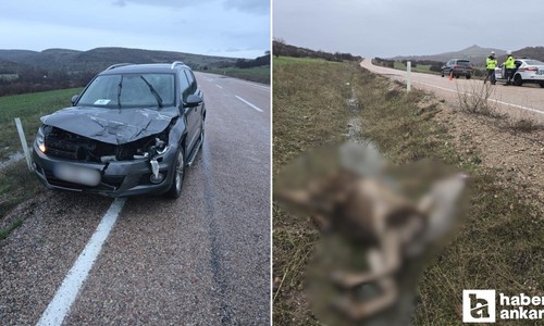Beypazarı-Güdül yolunda bir araç yoldan geçen geyiğe çarptı: Geyik telef oldu