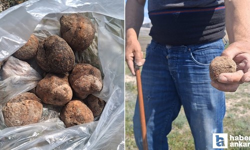 Beypazarı'nda mantar sezonu başladı