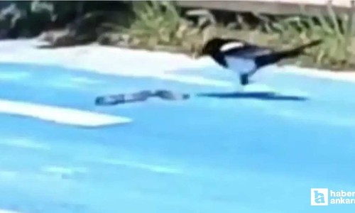 Gölbaşı'nda bir parkta saksağan ile yılanın mücadelesi görüntülendi