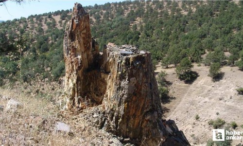 Ankara'nın "Taş Kesilen" devleri: Çamlıdere Fosil Ormanı