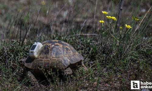 Hacettepe Üniversitesi'ndeki kara kaplumbağaları uydudan izleniyor