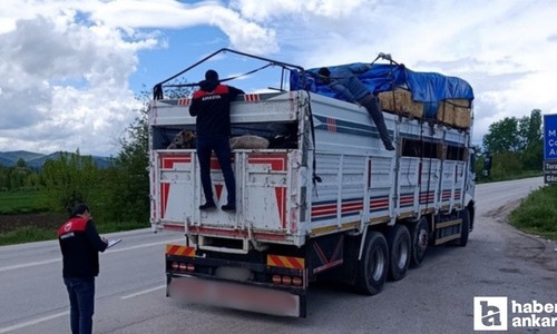 Amasya'dan Ankara'ya gelen kurbanlıklar denetlendi
