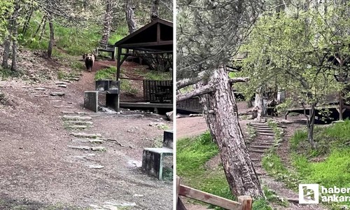 Kızılcahamam Soğuksu Milli Parkı'nda ayı ailesi görüntülendi