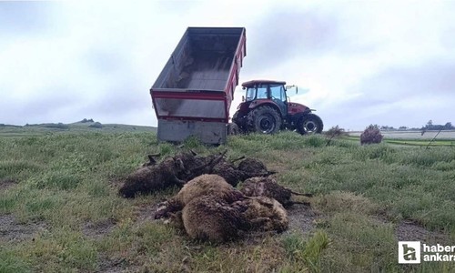 Polatlı'da ağıla giren kurt, 15 koyunu telef etti