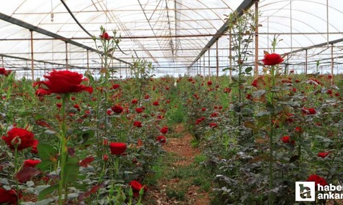 Antalya'da 20, Ankara'da 200 TL! Anneler Günü öncesi gül fiyatları cep yaktı