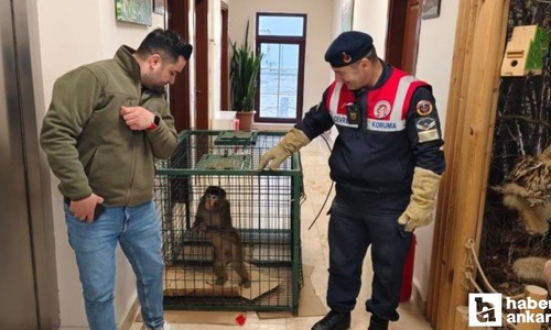 Yozgat'ta bulunan Hint şebeği maymunu Ankara'ya getirildi