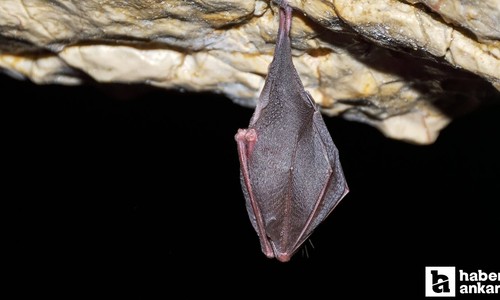 Tayland'daki yarasalarda koronavirüsün yeni türü keşfedildi