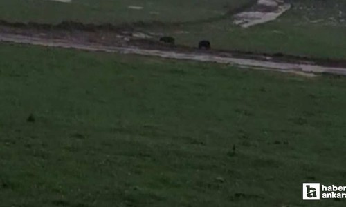 Beypazarı'nda Saray Yaylası'na inen ayılar görüntülendi