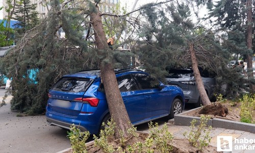 Çankaya'da şiddetli rüzgar sebebiyle araçların üzerine ağaç devrildi